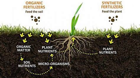 Step 1: Understanding Organic Fertilizers