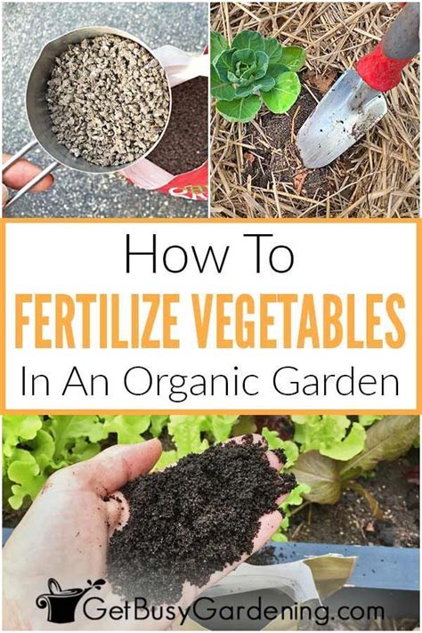 Step-by-Step Guide to Fertilizing Your Organic Garden