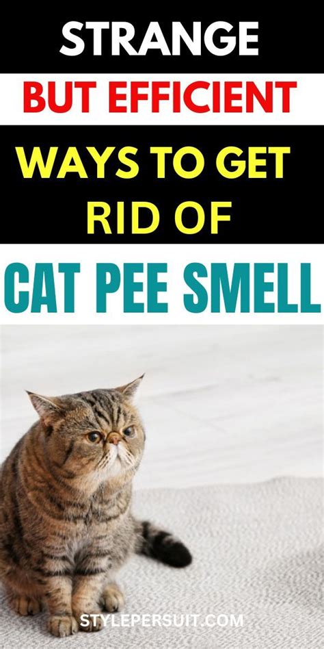 Step-by-Step Guide to Removing Cat Pee Smell