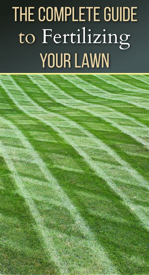 Step-by-Step to Fertilizing Your Lawn