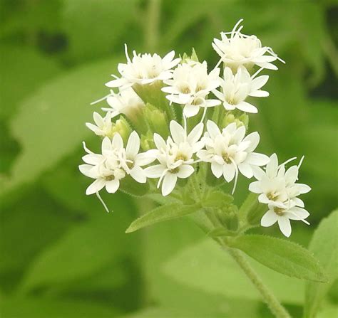 Stevia rebaudiana