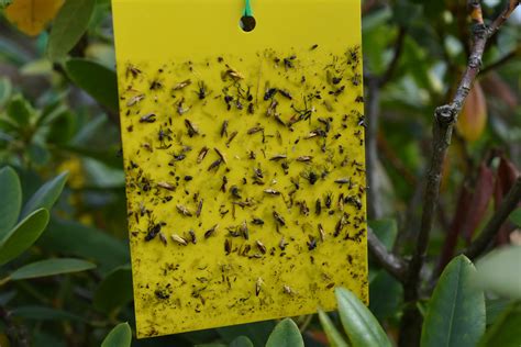 Sticky Traps: