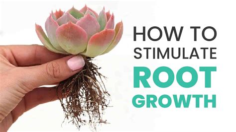 Stimulates Early Root Development: