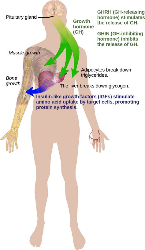 Stimulates Fat Cell Growth: