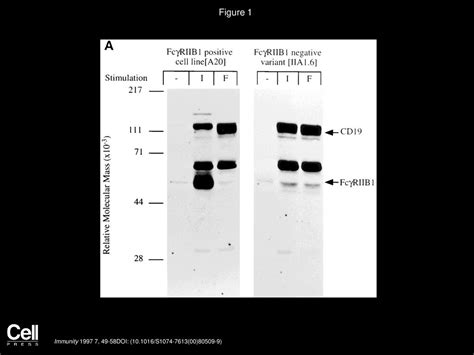 Stimulus Sec Coup Chrom Cells Doc