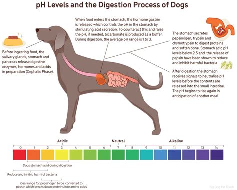 Stomach Acid in Dogs: A Comprehensive Guide