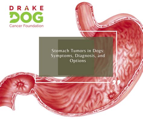 Stomach Cancer in Dogs: A Deadly Disease