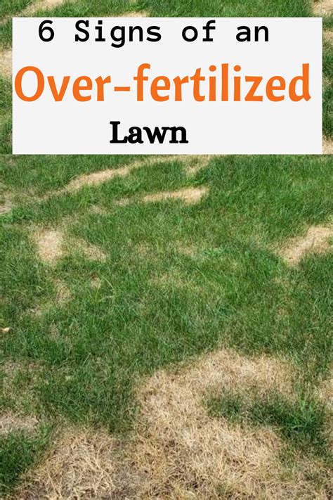 Stop Your Over Fertilized Yard from Turning into a Toxic Jungle