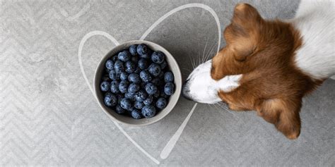 Stories About Dogs and Blueberries