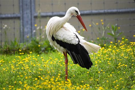 Stork Epub