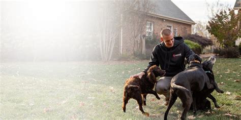 Stormsaffier: Unleash the Ultimate Canine Companion through Precision Training