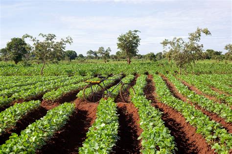 Story 1: Malawi's Agriculture