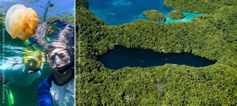 Story 1: Snorkeling in the Palau Lagoon