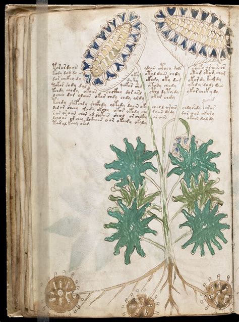 Story 1: The Enigma of the Voynich Manuscript