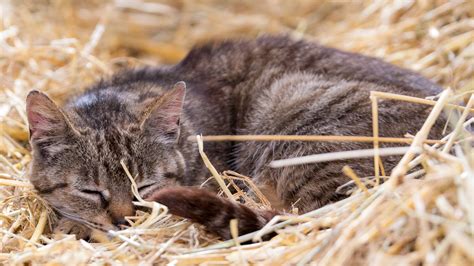 Straw for Cat Shelters: A Comprehensive Guide