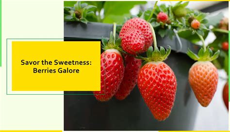 Strawberry Delights: A Comprehensive Guide to the Sweetness of Summer