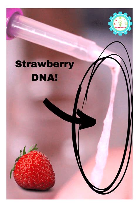 Strawberry Dna Extraction Post Lab Answers Reader