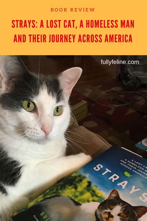 Strays A Lost Cat a Homeless Man and Their Journey Across America Doc