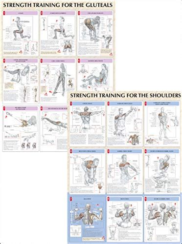 Strength Training Anatomy Poster Series Epub