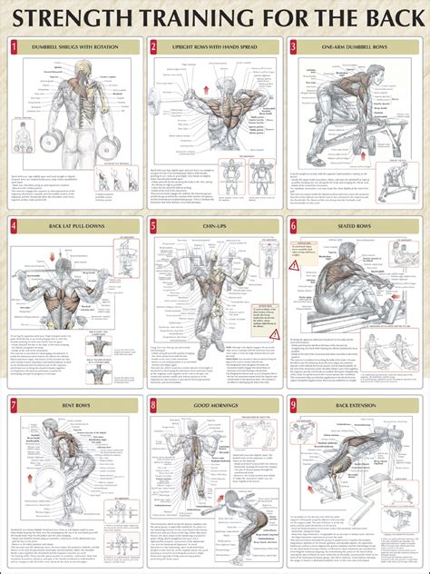 Strength Training for the Back Poster Kindle Editon