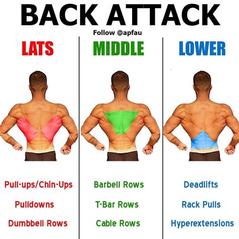 Strengthening the back muscles: