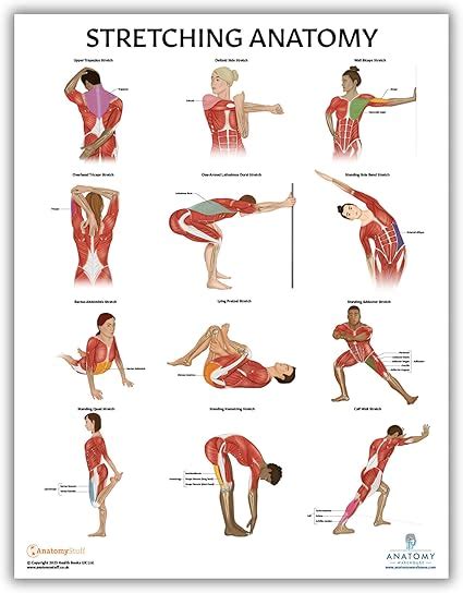 Stretching Anatomy Reader