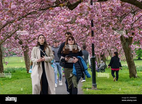 Stroll Beneath the Cherry Blossoms: