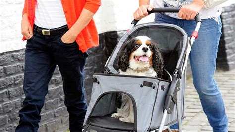 Strolling with Your Furry Companion: Essential Guide to Strollers with Dog Ramps