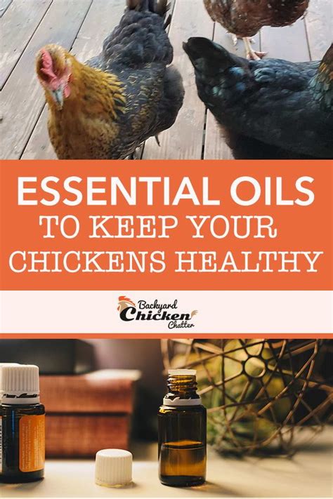 Strong Animals Chicken Essentials: Keeping Your Flock Healthy and Productive