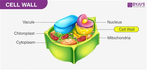 Stronger Cell Walls: