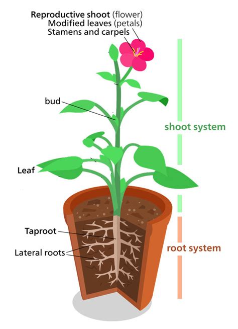 Stronger Plant Structure: