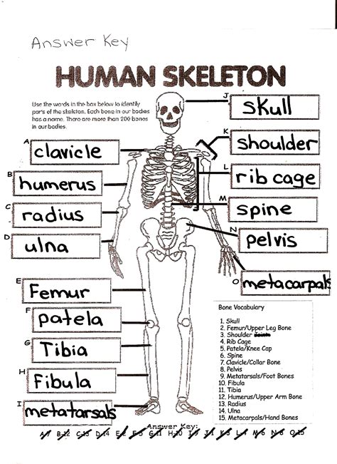 Structure Of Bones Worksheet Answers Doc