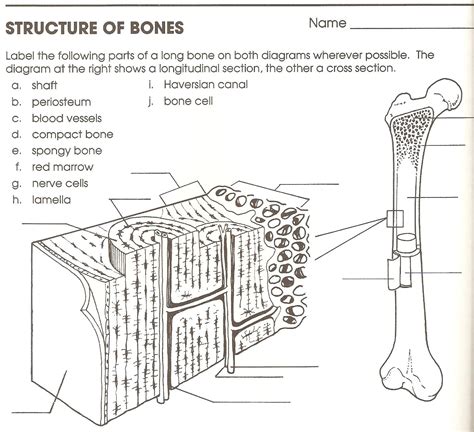 Structure Of Bones Worksheet Biology If8765 Answers Reader