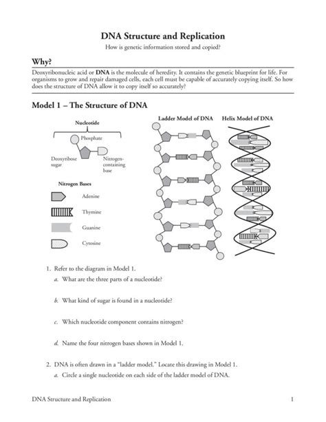 Structure Of Dna And Replication Worksheet Answer Key PDF