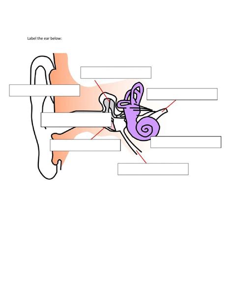 Structure Of Human Ear Worksheet Answers Instructional Fair Doc