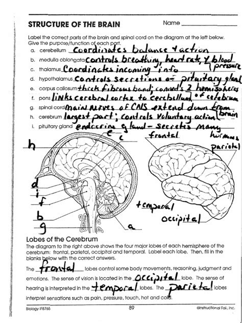 Structure Of The Brain Biology If8765 Answers Kindle Editon