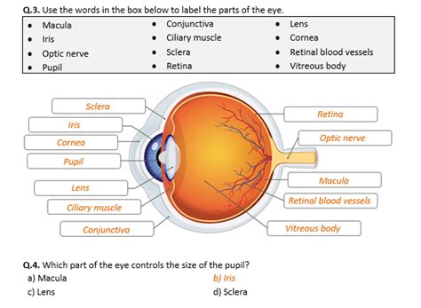 Structure Of The Human Eye Worksheet Answers Reader