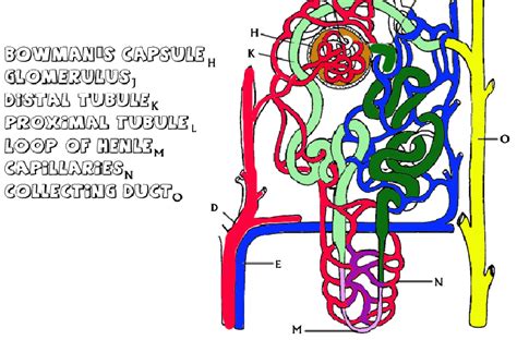 Structure Of The Nephron Coloring Sheet Answers Reader