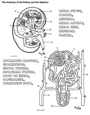 Structure Of The Nephron Coloring Sheet Answers Ebook Kindle Editon