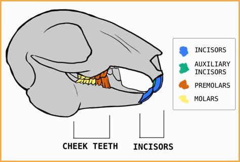 Structure and Anatomy of Bunny Rabbit Teeth