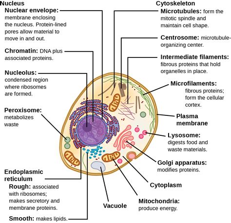 Structure and Components