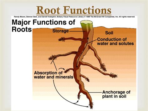 Structure and Function of Roots Epub