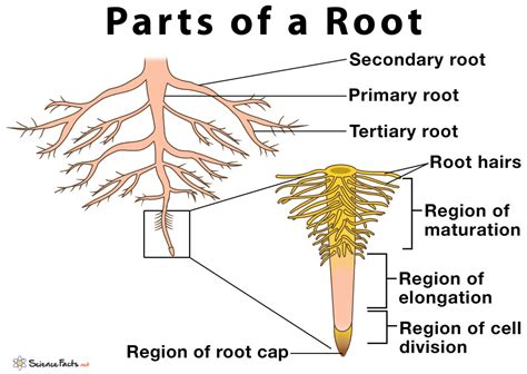 Structure and Function of Roots PDF