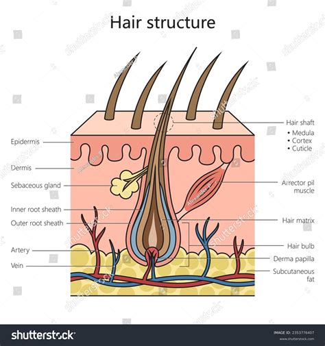 Structure of Hair: