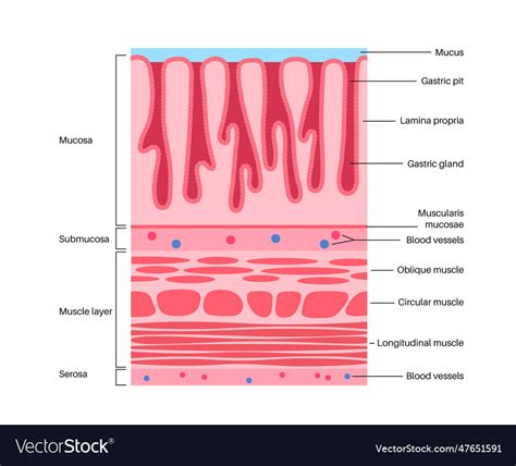 Structure of a Mucous Membrane