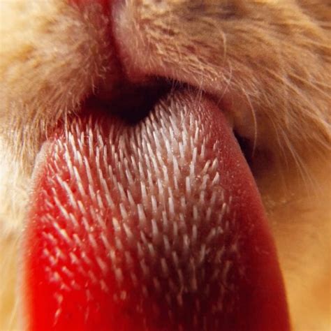 Structure of the Cat's Tongue