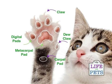 Structure of the Cat Paw