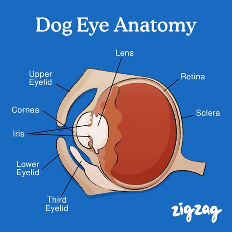 Structure of the Dog's Eye