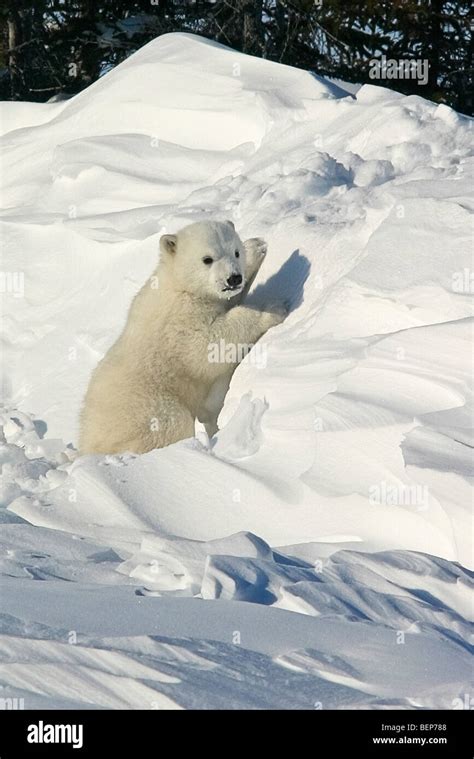 Struggle on Bear Hill Reader