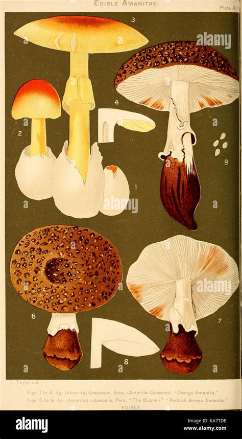 Student's Hand-Book of Mushrooms of America Edible and Poisonous PDF